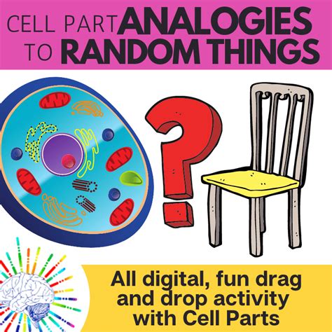 Cell Organelle Activity