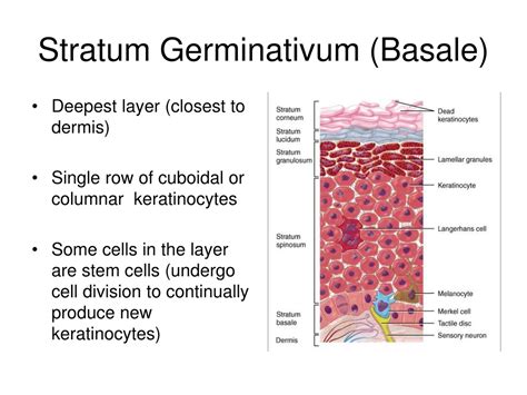 Ppt The Integumentary System Powerpoint Presentation Free Download