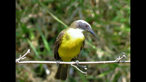 Bentevizinho De Penacho Vermelho Social Flycatcher Myiozetetes