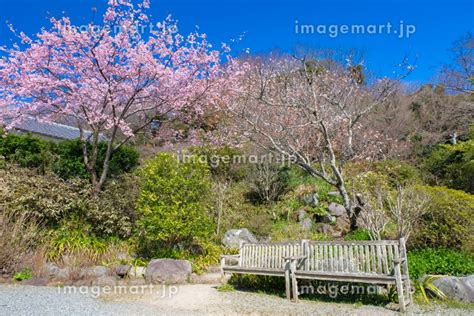 神奈川県鎌倉市 浄妙寺境内 桜の写真素材 213522481 イメージマート