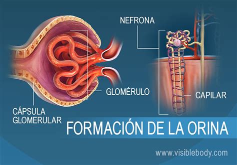 Diagrama De Glomérulo Y Nefrona