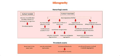 role  microgravity  inducing hemorrhagic  thrombotic