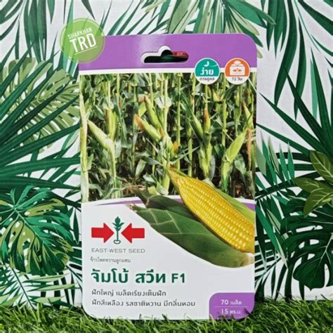 Mini Pack Seeds Jumbo Sweet F Biji Benih Jagung Manis F Hybrid