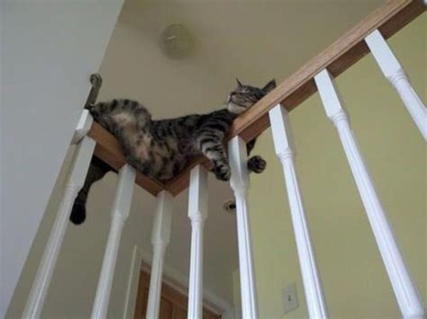 23 Cats Sleeping In Weird Places And Bizarre Positions