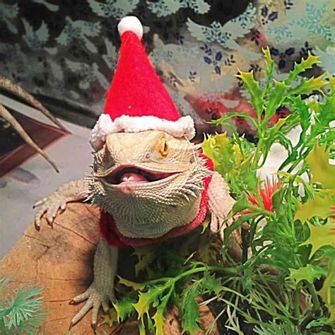 BEARDED DRAGON HANDMADE SANTAS HAT | Bearded dragon, Bearded dragon ...