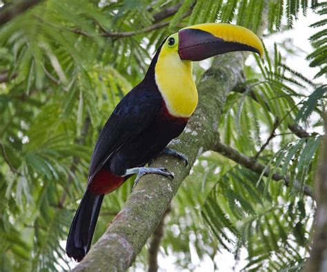 TucÁn Características Especies Habitat Y Alimentación