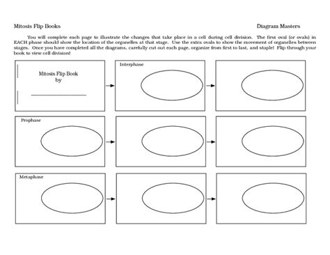 Mitosis Flip Book Worksheet for 7th - 9th Grade | Lesson Planet