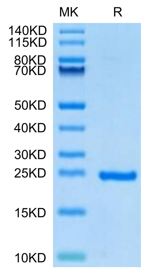 Recombinant Human Sonic Hedgehog Shh Protein Ab