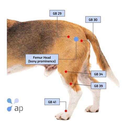 Acupuncture Points In Dogs The Gall Bladder Meridian Atlantic Points