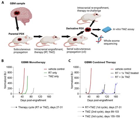 Cancers Free Full Text Modeling Therapy Driven Evolution Of