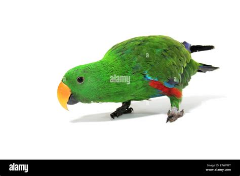 Eclectus Parrot Eclectus Roratus Male Stock Photo Alamy