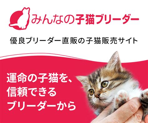 【連休あるある】飼い猫に忘れられるなんて！ 猫の記憶力はどうなってるの？｜みんなのペットライフ