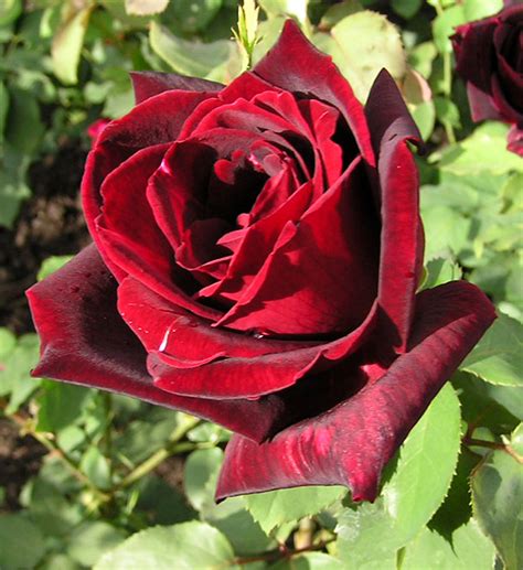 filerose papa meillandjpg wikimedia commons