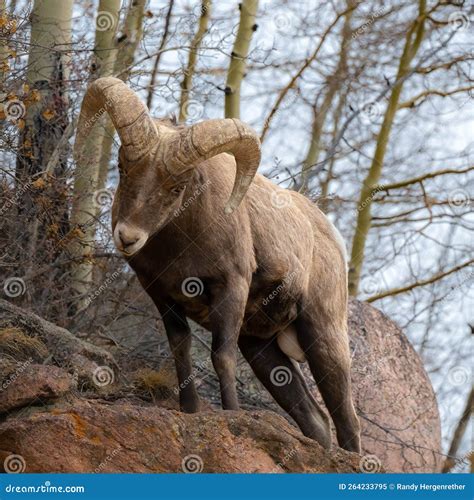 Rocky Mountain Big Horn Sheep Stock Image Image Of Herd Grazing