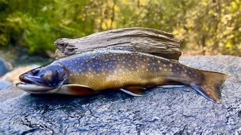 Secret Tips To Catch More Trout Must Use Technique Youtube