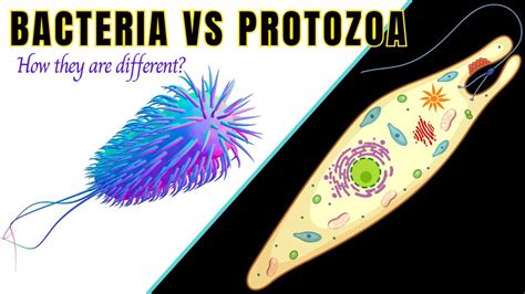 Difference Between Bacteria And Protozoa Bacteria Vs Protozoabiologyexams4u Youtube