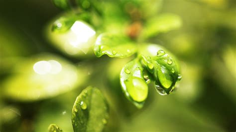 Wallpaper Sunlight Water Nature Grass Branch Green Dew Leaf Flower Drop Background