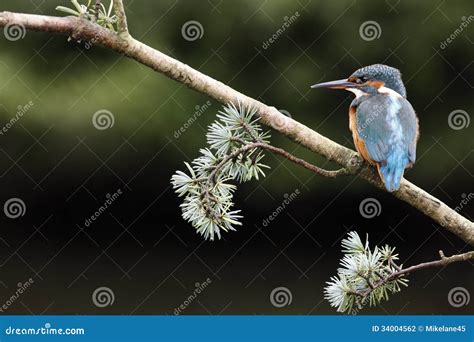 European Kingfisher Alcedo Atthis Stock Photo Image Of Britain