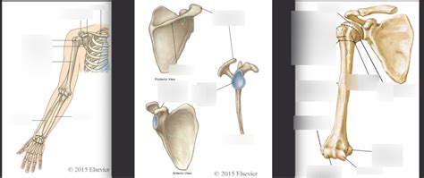 Bones Of Upper Limb 1 Diagram Quizlet