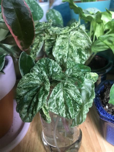 I Bought A Peperomia Emerald Ripple Variegated Online And Its