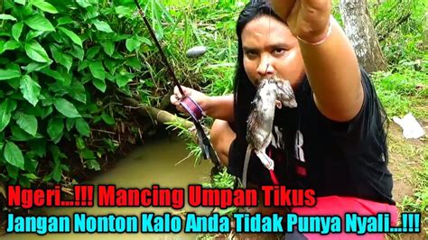 Extrem Mancing Sidat Umpan Tikus Strike Ikan Koi Mahal Ikan