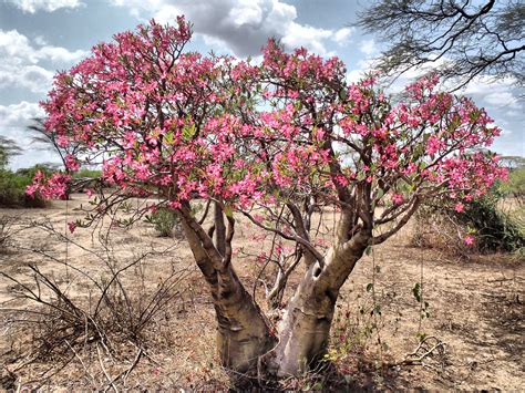 Desert Rose Database Plants