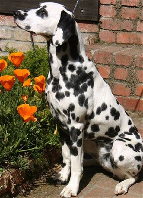 17 Best images about {GROUP} Dalmatians - Best Dog Breed Ever! on ...