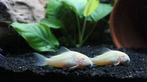 10 Best Aquarium Catfish Species The Ultimate Catfish Guide