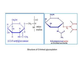 Glycoprotein, lipoprotein, structure and function | PPT