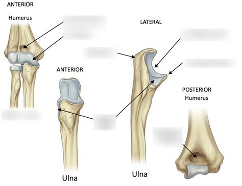 Proximal Ulna Bony Landmarks Diagram Quizlet