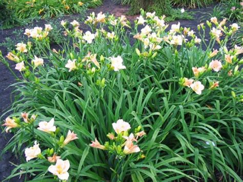 Hemerocallis Lullaby Baby Daglelie De Tuinen Van Appeltern