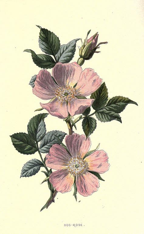 11 Vintage Botanical Illustrations Ideas Vintage Botanical Botanical