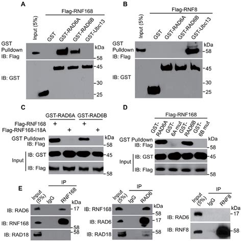 Rad6a And Rad6b Interact With Rnf168 In Vitro And In Vivo A Rad6a Download Scientific