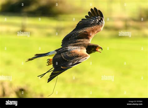 Harris Hawk flying Stock Photo - Alamy