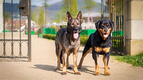 Doberman Vs Rottweiler Fight