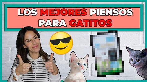 Descubre Los Mejores Piensos Para Gatos Kitten Gu A De Alimentaci N