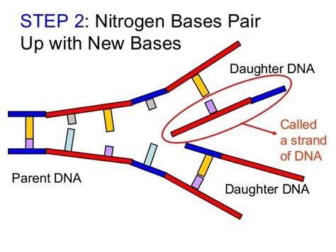 Dna replication - My Site