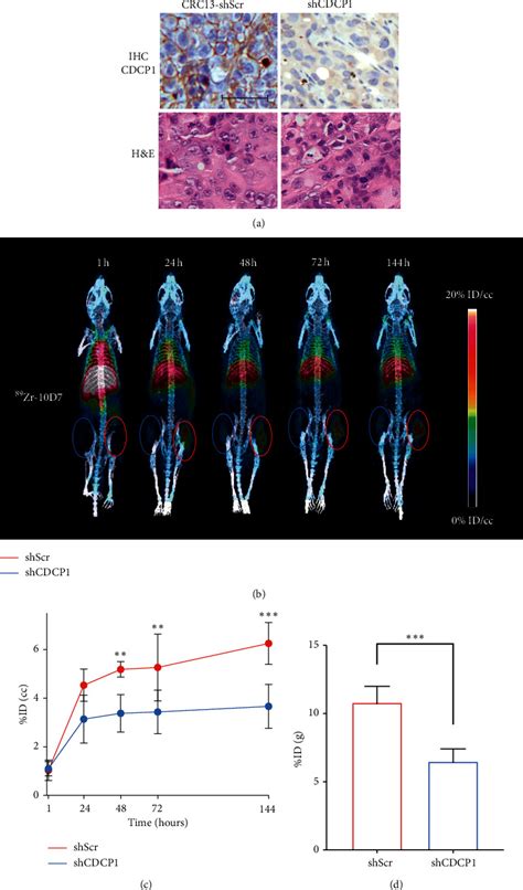 Preclinical Molecular Pet Ct Imaging Targeting Cdcp In Colorectal