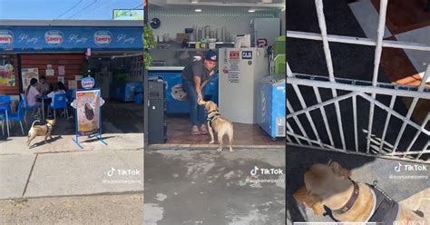 Perro Se Hace Viral En Tik Tok Sabe Comprar Conos De Helado Solo