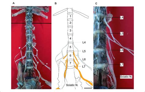 Sciatic Nerve And Drgs Of Marmosets Ventral Views Of The Dissection