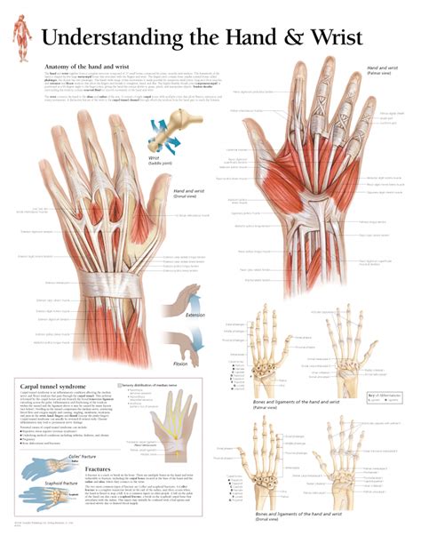 Understanding The Hand And Wrist 1005 Anatomical Parts Charts