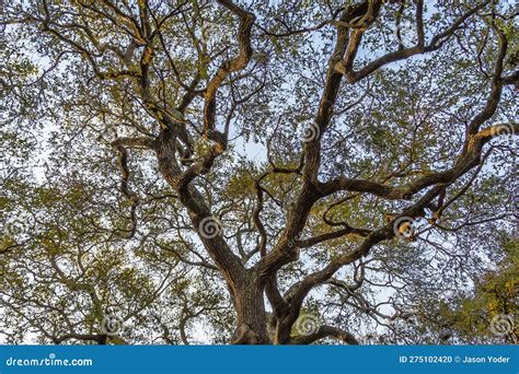 Branches Of Southern Magnolia Magnolia Grandiflora Tree With Leaves And