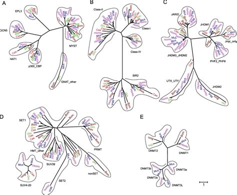 Molecular Phylogenetic Analysis And Classification Of Emes In Five