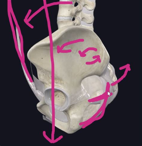 Tufts DPT Anatomy Week 1 Questions Origins Insertions