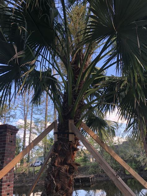 Livistona Chinensis Fruiting Discussing Palm Trees Worldwide Palmtalk