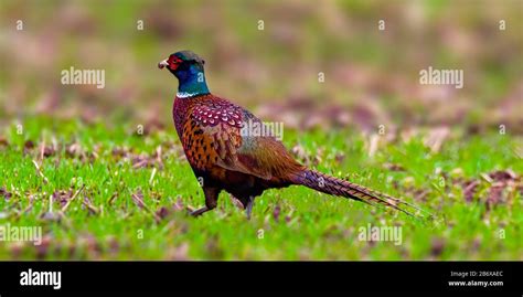 pheasant male on green field Stock Photo - Alamy