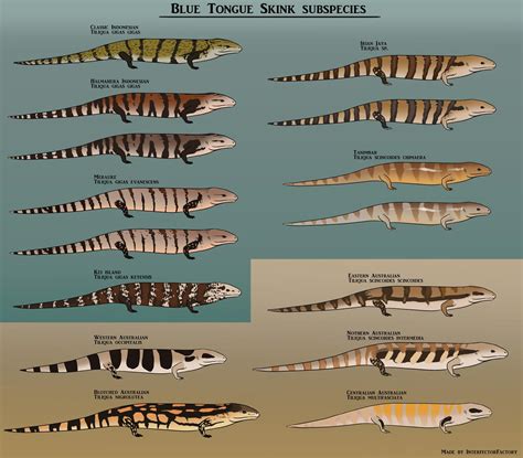 Blue Tongue Skink subspecies sheet : r/bluetongueskinks