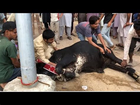 Dangerous Qurbani 2024 Bakra Eid 2024 Cow YouTube