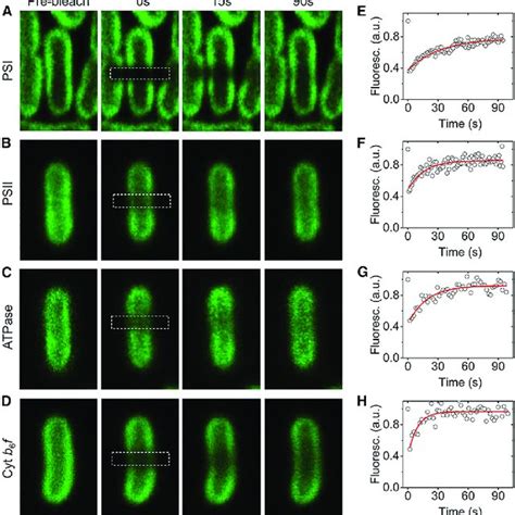 Frap Analysis Of Gfp Fluorescence In Individual Gfp Tagged Syn7942 Cells Download Scientific