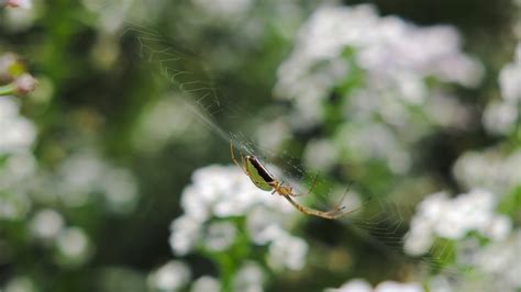 Fondos De Pantalla Flores Naturaleza Insecto Fauna Silvestre